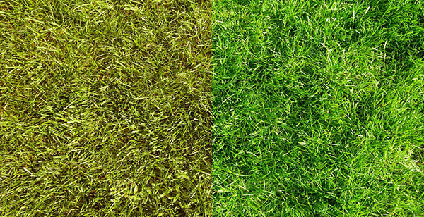 How to Get Green Grass: Lawn Maintenance Tips